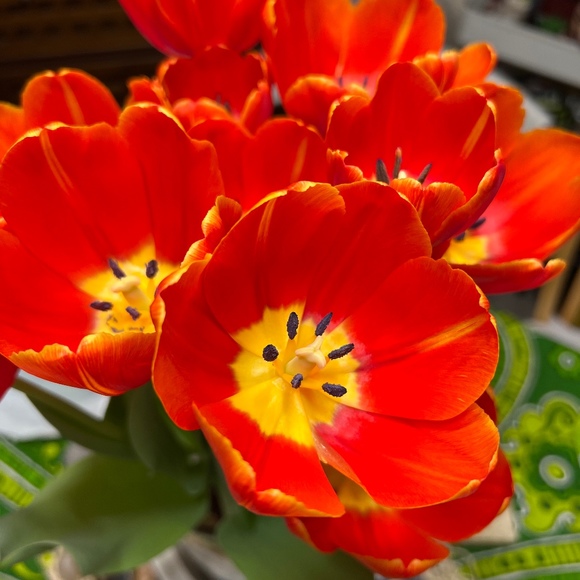 Meet your Posher, Gina - Picture 1 of 1